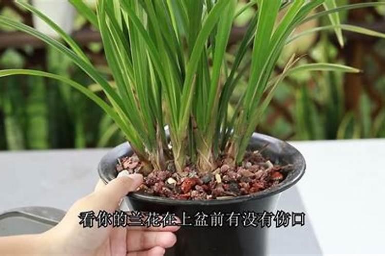 兰花上盆什么时候施肥的秘诀,刚刚上盆的兰花什么时候可以施肥