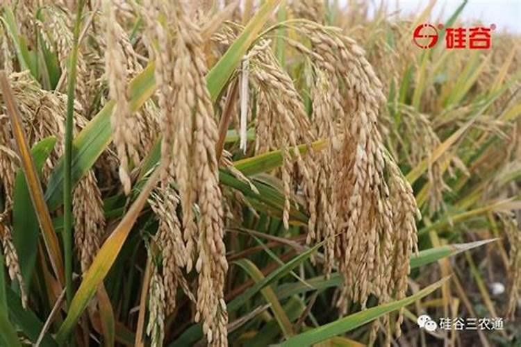 花生重茬用什么农药或肥料