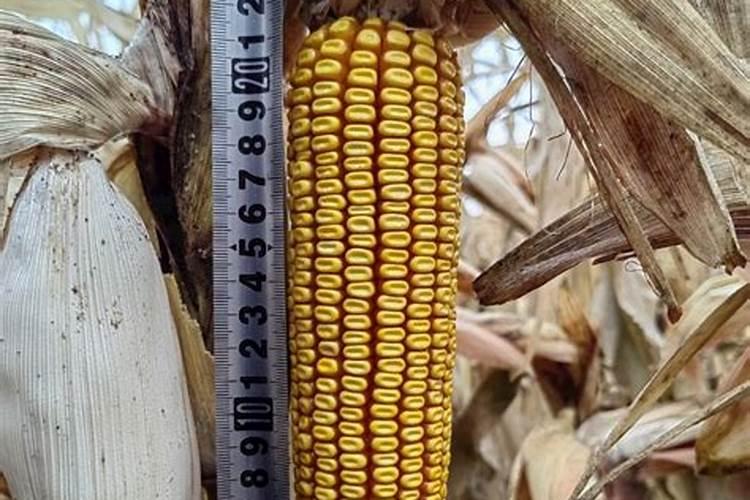 玉米出包还需要放肥吗？