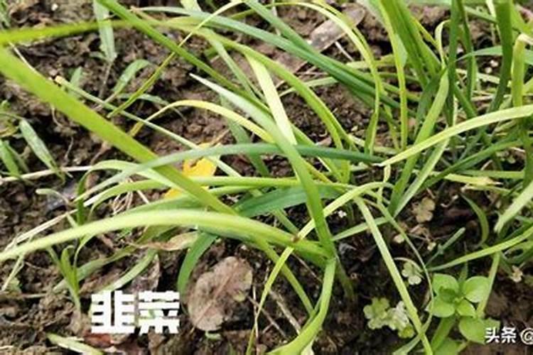 芸苔素内酷非菜能用吗