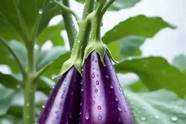 圆茄落花落果怎样造成的