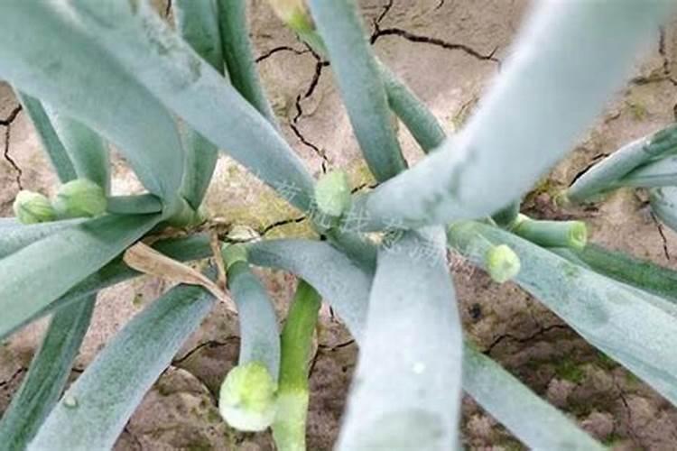 芸苔素对大葱的作用