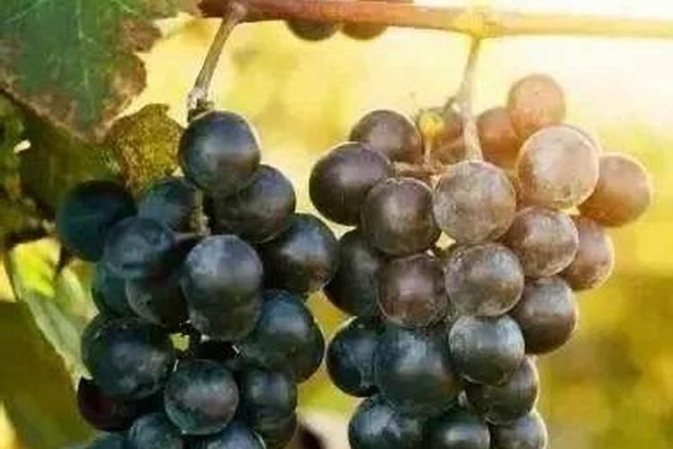 葡萄在还未长大时就转色并且掉落,这是什么原因？