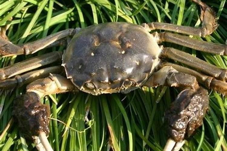 河蟹塘伊乐藻老化发硬补什么肥？