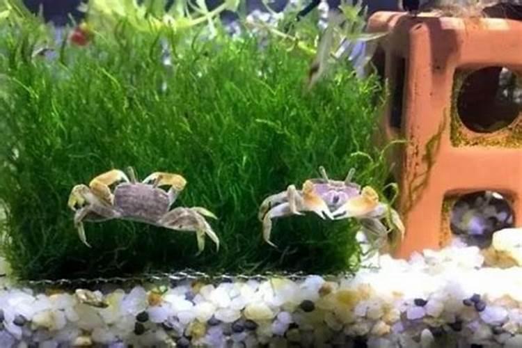 你了解钙肥吗,钙肥怎么选？什么时候用？怎么用？