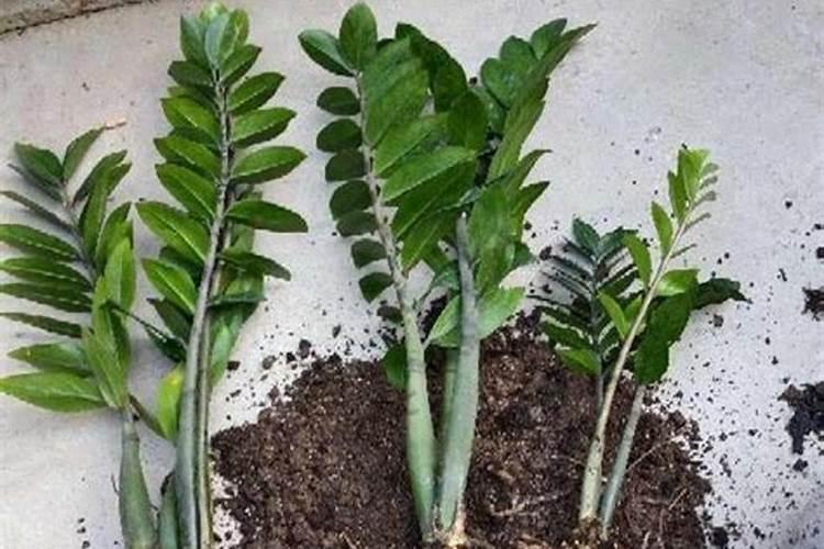 扦插金钱树什么时候浇水施肥 扦插金钱树浇水施肥的方法