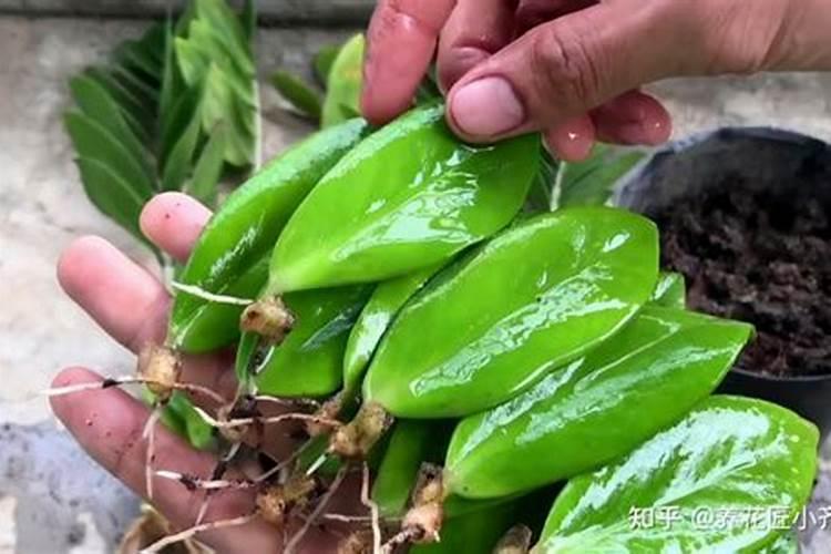 金钱树扦插繁殖方法和注意事项