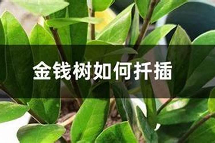 金钱树施什么肥料最好