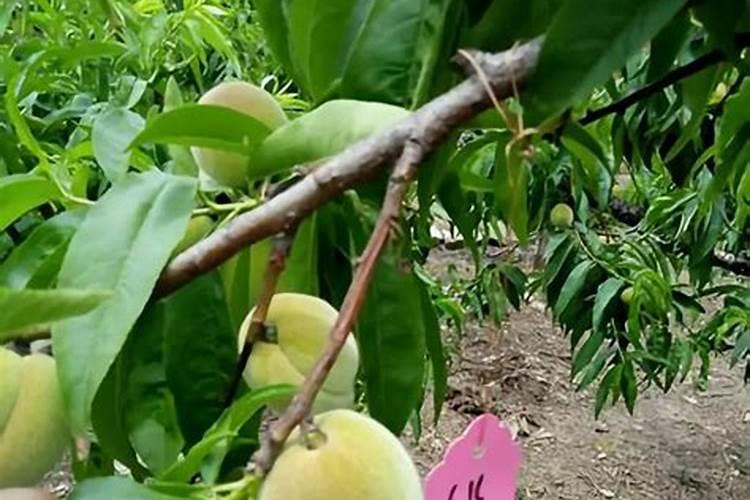 石斛兰开花后怎样处理,4个技巧促使第二次开花