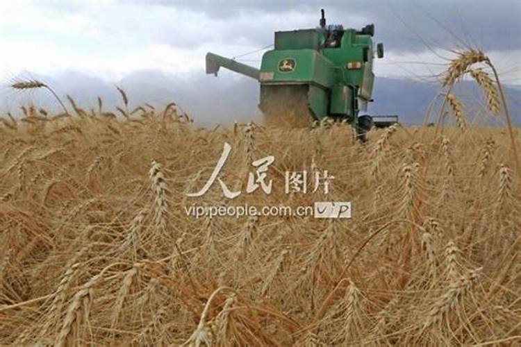 种植麦子怎么施肥