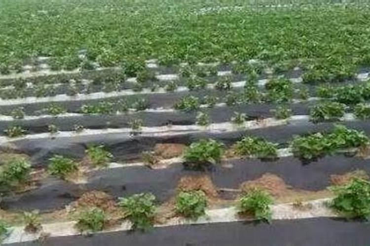 黄瓜用什么肥料能增产