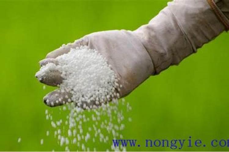 杜鹃花总是不开花是为啥