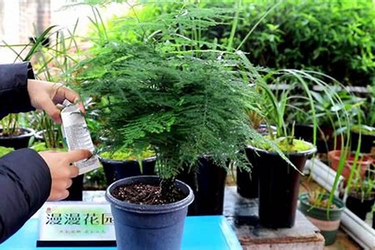 文竹怎么施肥