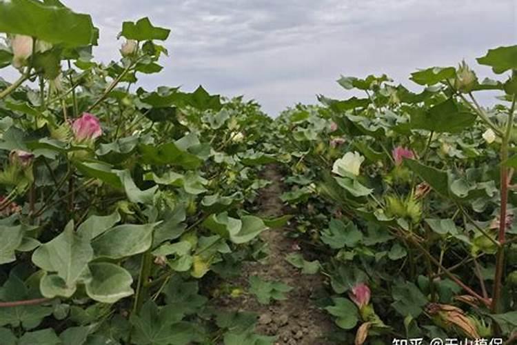 叶面喷施硼肥的最佳时间 硼肥应该怎么用