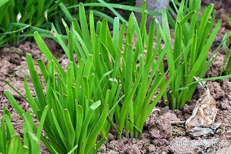 韭菜移植后多久施肥