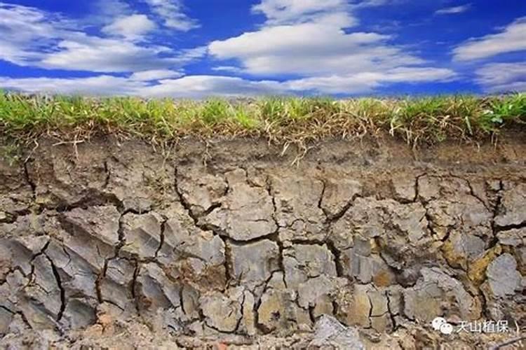 施用哪种氮肥最易引起土壤板结？