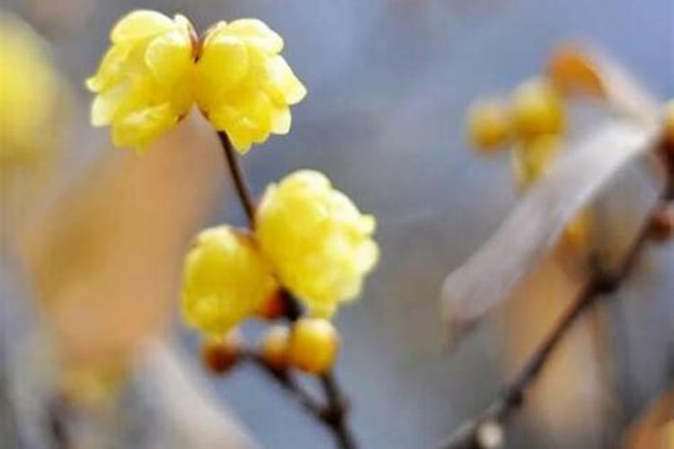 腊梅用什么肥料好 施肥注意事项有哪些