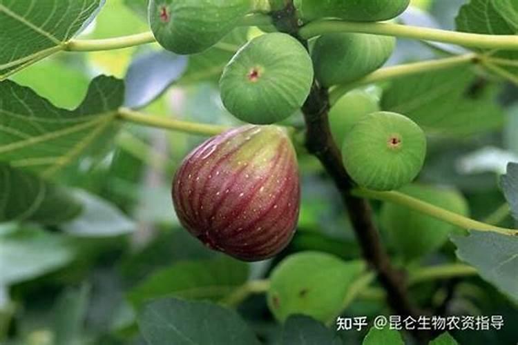 杨梅的管理与施肥技术