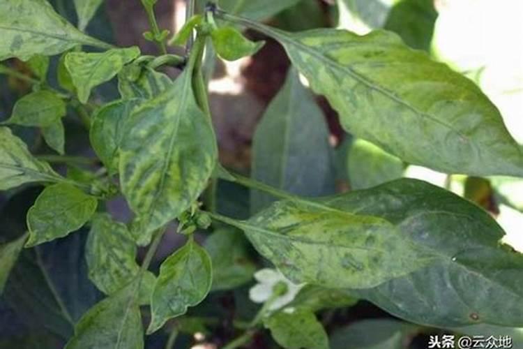 朝天椒缺硼肥有什么症状