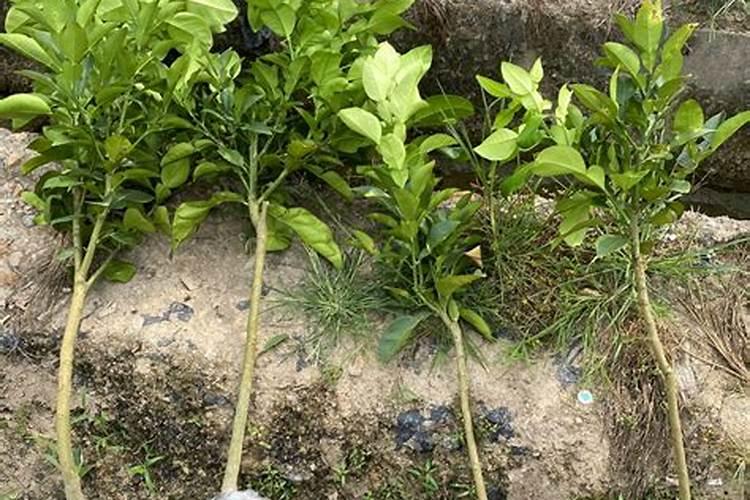 柚子树怎么施肥 柚子树如何施肥