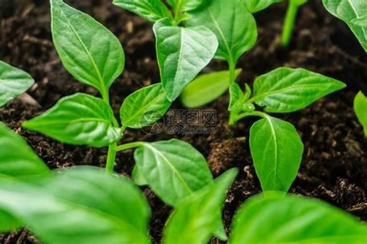 青椒种植叶面肥很关键,该怎么施肥？