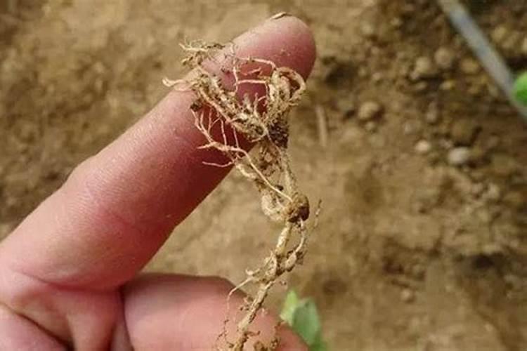 如何防治番茄病虫害