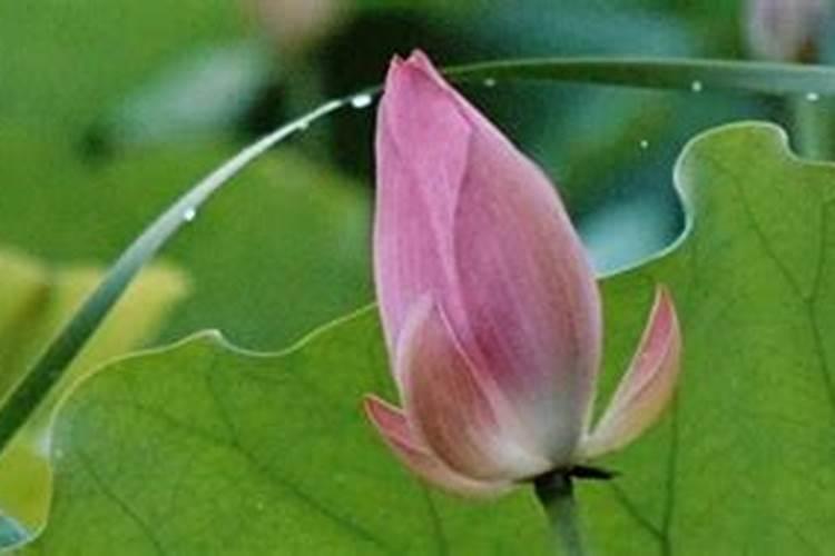 家养荷花如何施肥