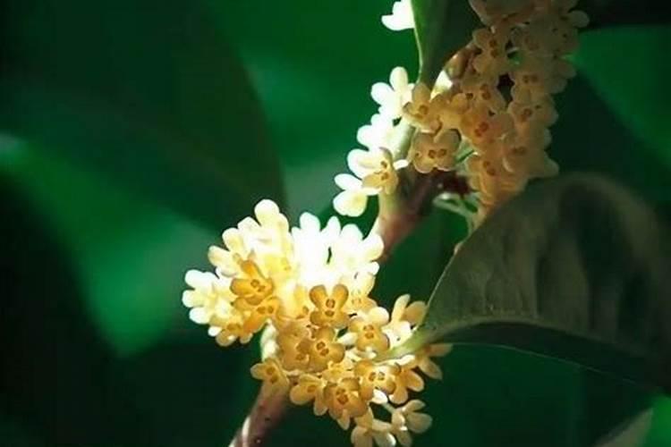 桂花树叶子发黄用什么肥料