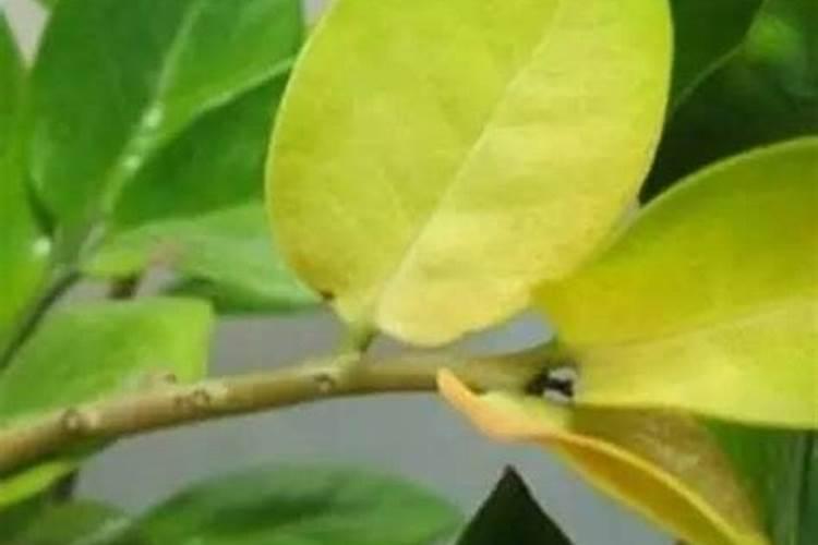 桂花树叶子发黄掉落怎样防治