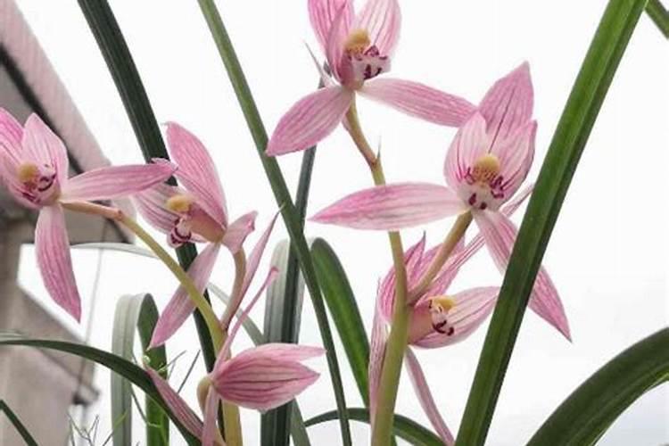 兰花什么时候施氮磷钾？