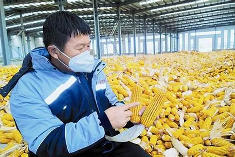 肥料十大名牌玉米专用肥