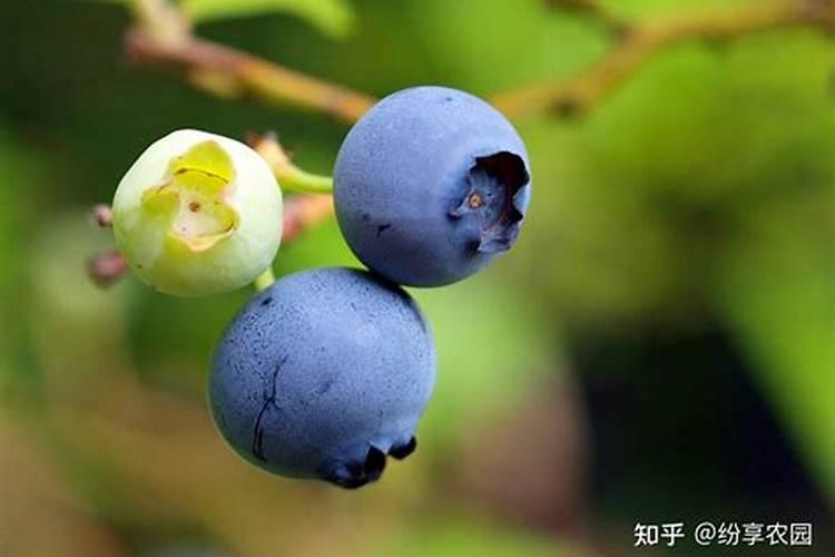 蓝莓应该施用什么样的肥料？