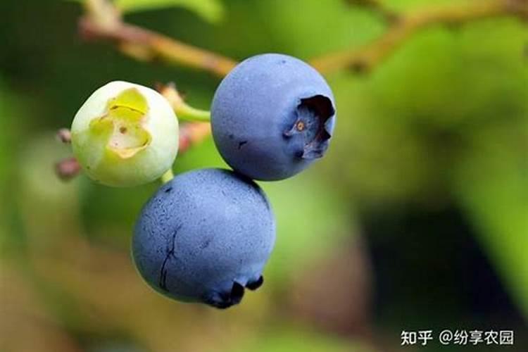 花盆中蓝莓施什么肥好