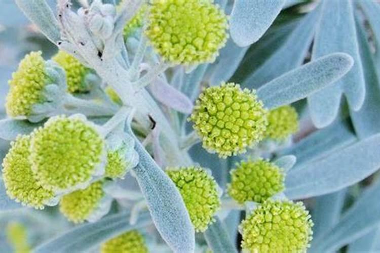 如何培育芙蓉菊