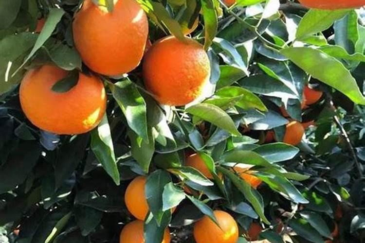 沃柑用什么肥最旺盛
