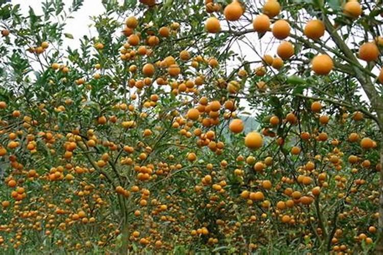 水溶肥施肥施用技巧？