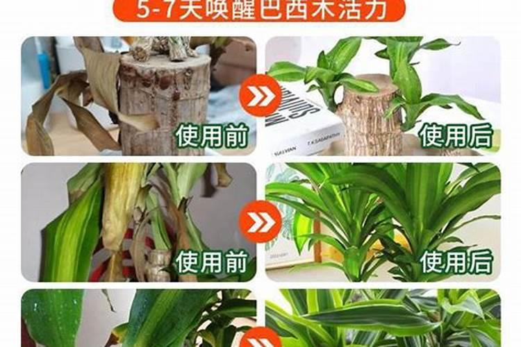 巴西木最好的肥料是什么？