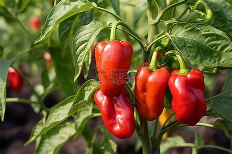 辣椒开花期一亩地滴两公斤左右高钾肥合适吗