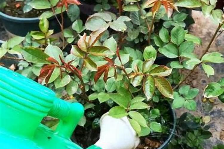 月季用什么肥料好