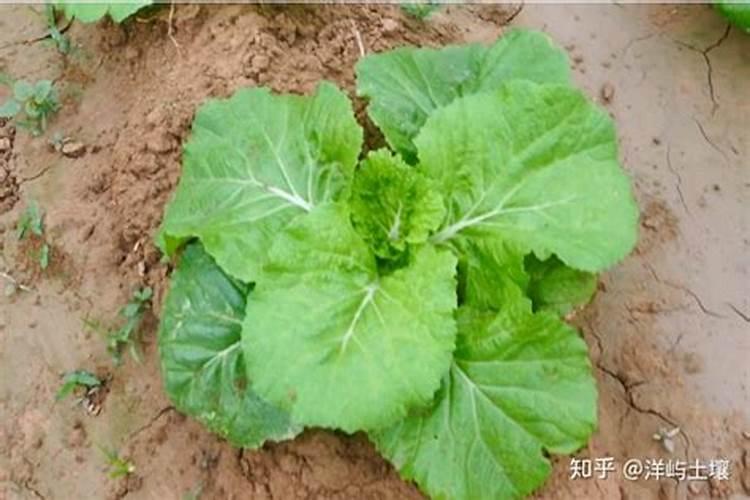 白菜冲肥是高钾的好还是高氮的好