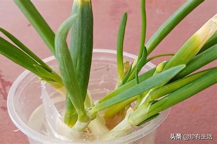 丝瓜一亩地种多少株