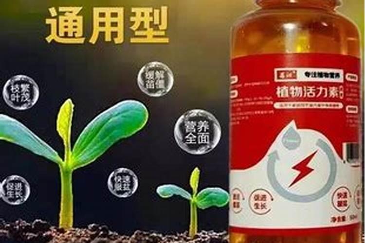 荔枝嫁接苗种植什么时候淋肥