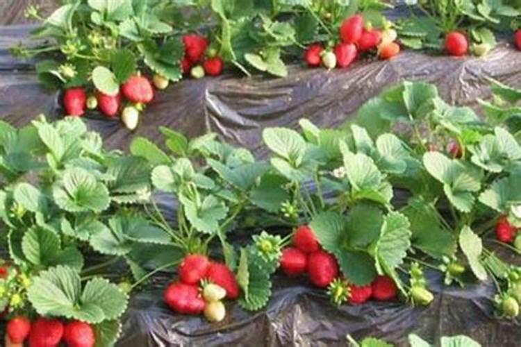 现在草莓用什么肥最好