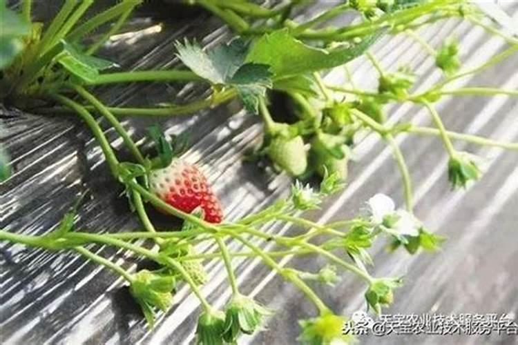 请问草莓膨果期冲什么化肥好？