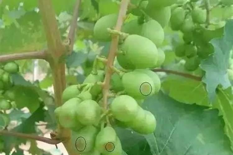 葡萄什么时间追肥？水溶肥怎么用