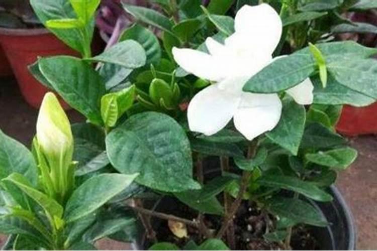 栀子花怎么施肥