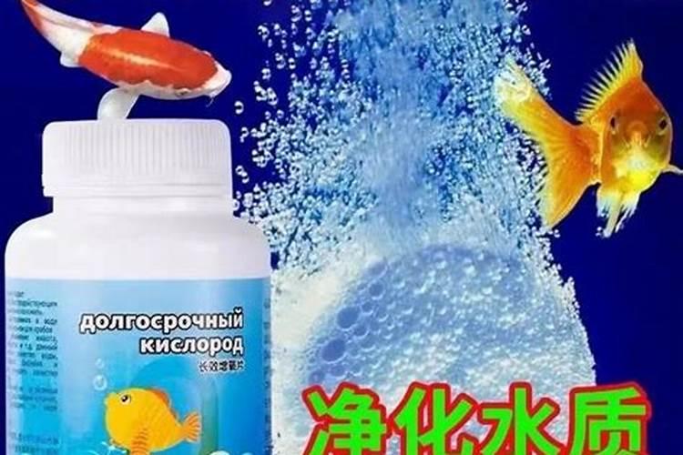 鱼缺氧浮头怎么办