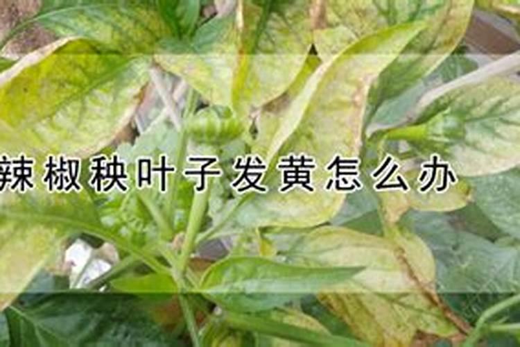 辣椒苗喷什么生根快