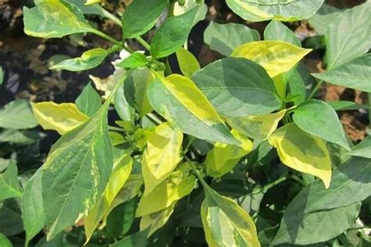 辣椒苗叶子发黄什么原因 辣椒养殖方法总结