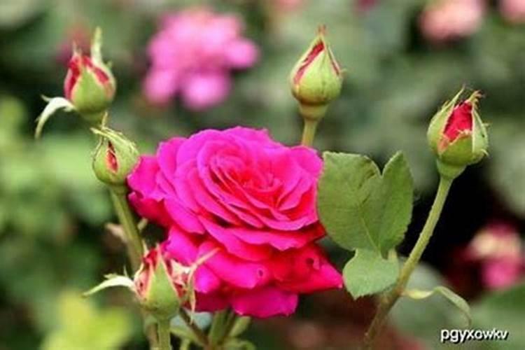 月季底肥如何使用正确用肥才能让花长得旺盛